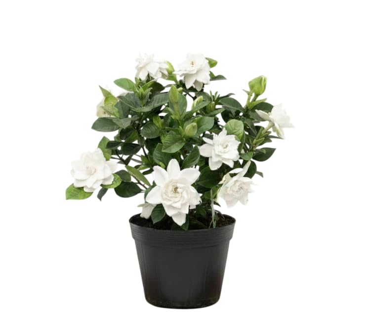 White Gardenia Live Plant 6-8 Inch Tall 3.5 Inch Pot W856479