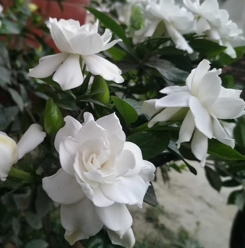 White Gardenia Live Plant 6-8 Inch Tall 3.5 Inch Pot W856479