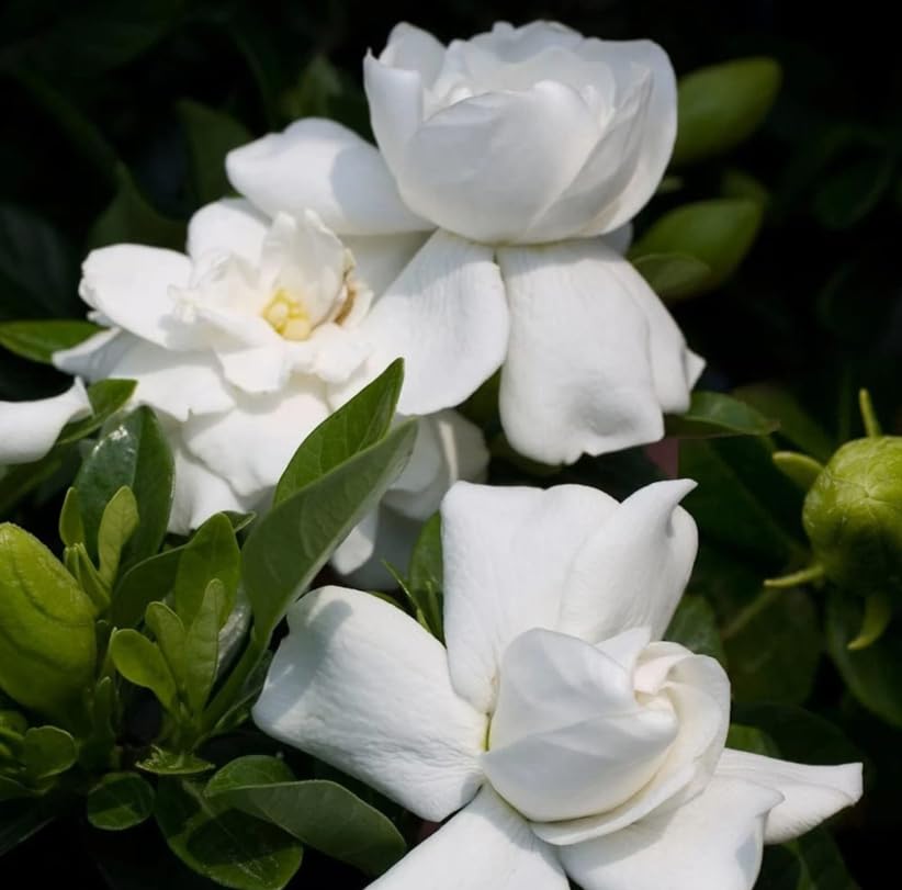 White Gardenia Live Plant 6-8 Inch Tall 3.5 Inch Pot W856479