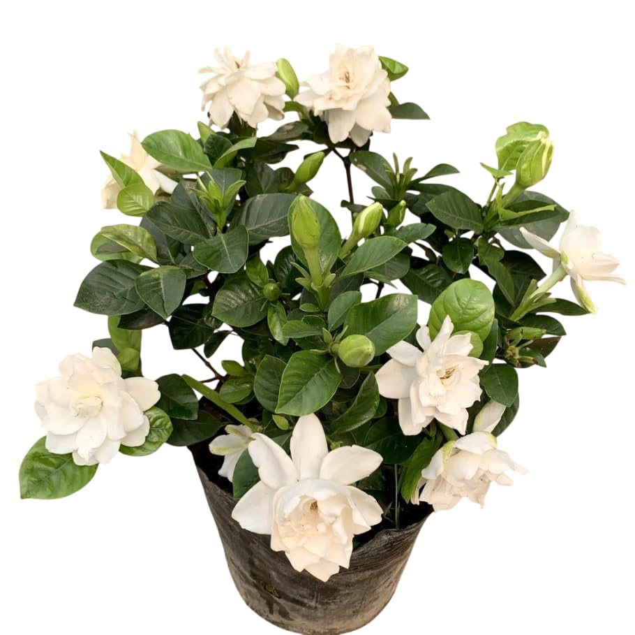 White Gardenia Live Plant 6-8 Inch Tall 3.5 Inch Pot W856479