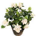 White Gardenia Live Plant 6-8 Inch Tall 3.5 Inch Pot W856479