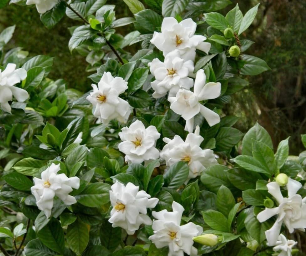 White Gardenia Live Plant 6-8 Inch Tall 3.5 Inch Pot W856479