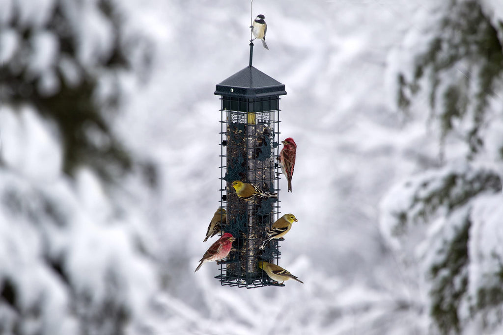 Squirrel-proof Bird Feeder with 6 Feeding Ports, 3.4-pound Seed Capacity B68628