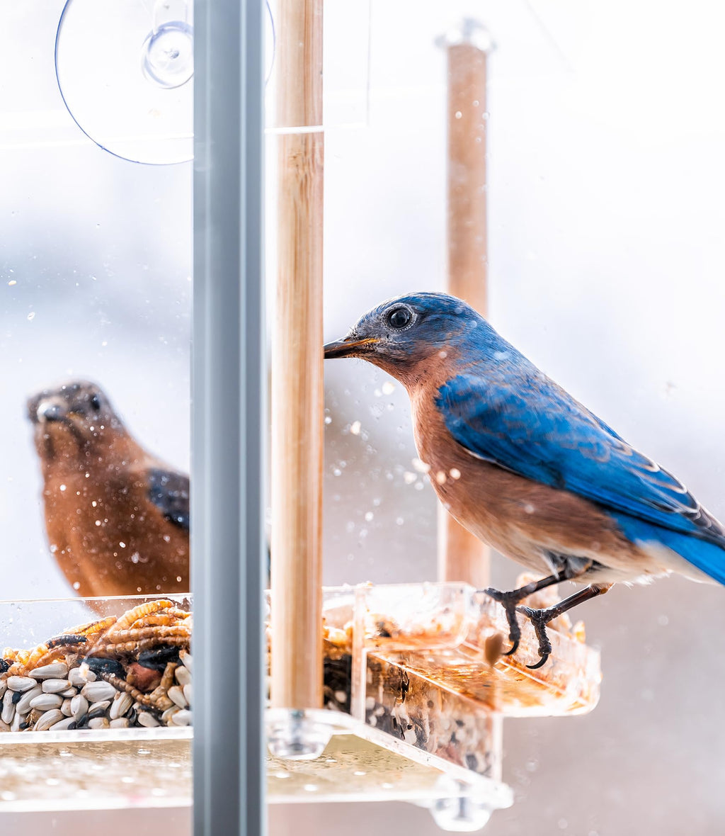 Fruit & Nut Bird Seed 20 lb J293