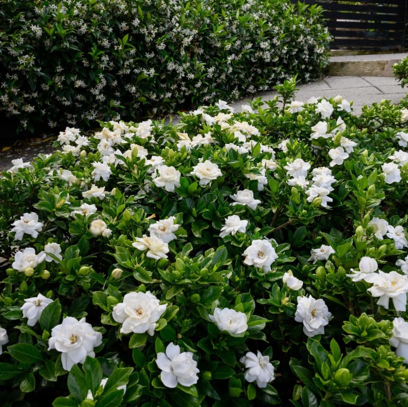 White Gardenia Live Plant 6-8 Inch Tall 3.5 Inch Pot W856479