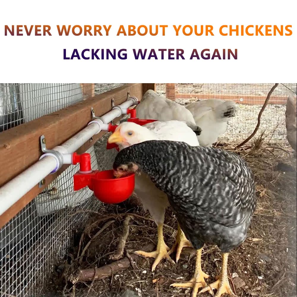 Automatic Chicken Watering System with PVC Pipe I332