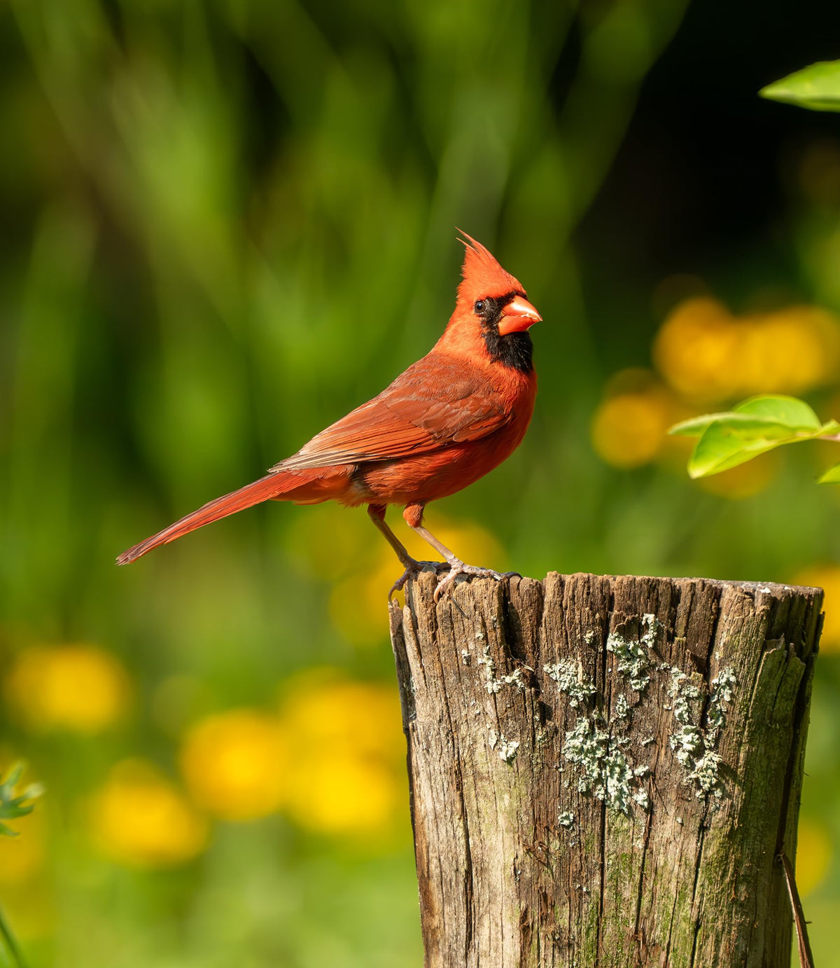 Fruit & Nut Bird Seed 20 lb J293