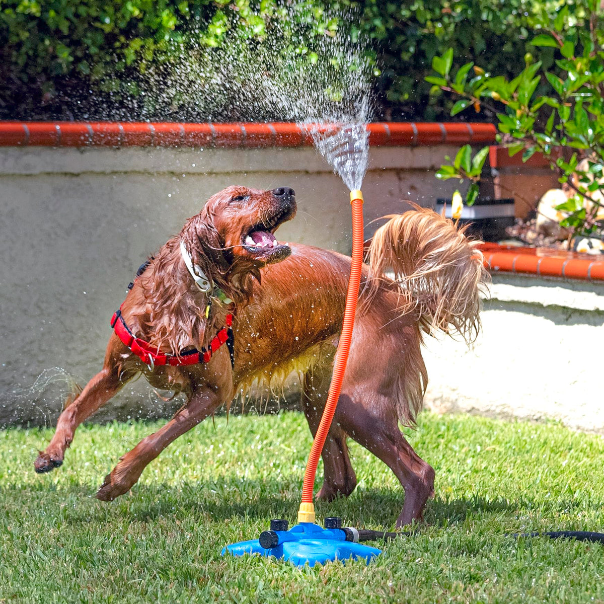 Interactive Water Toy for Dogs X51384